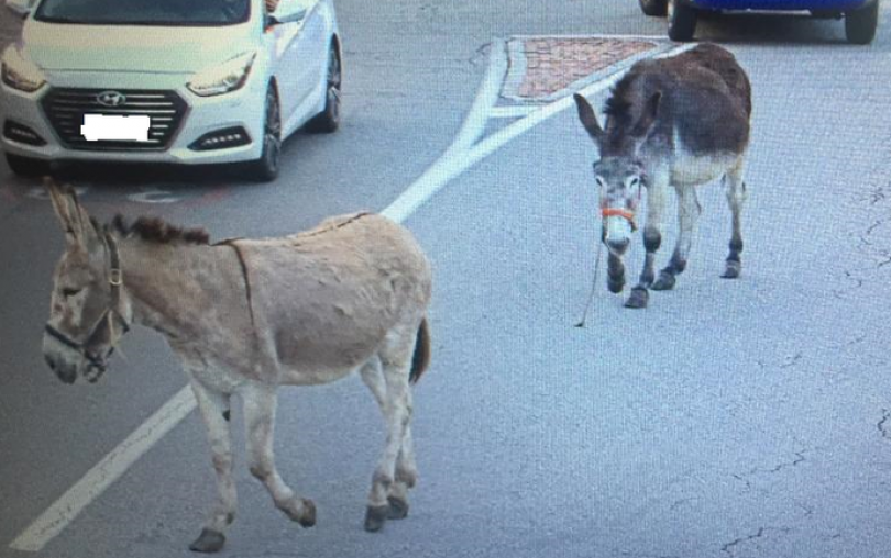 Tre asini a spasso sulla provinciale